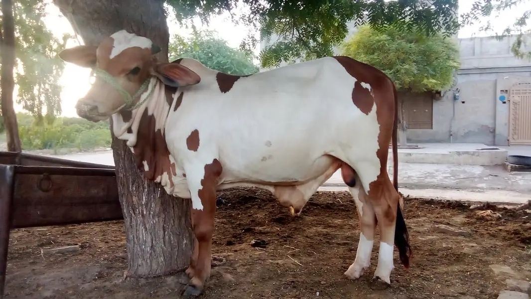 Bull for Qurbani — photo 6