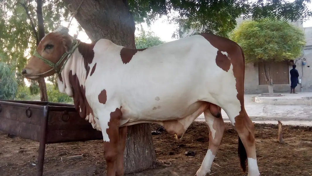 Bull for Qurbani — photo 7
