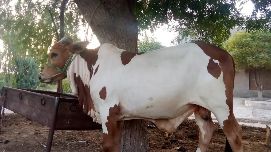 Bull for Qurbani — photo 8