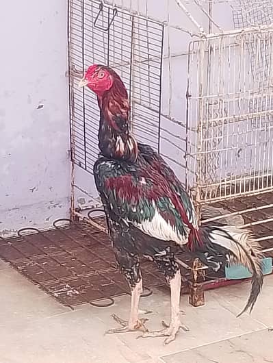 cock sell aseel heera