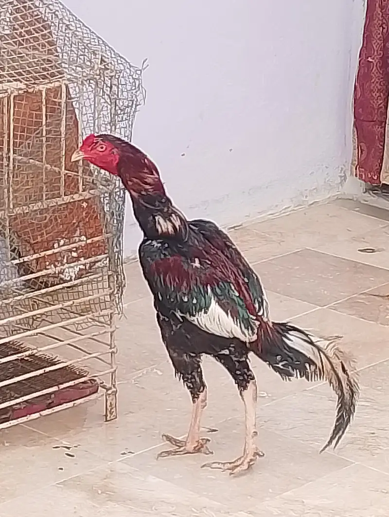 cock sell aseel heera — photo 2