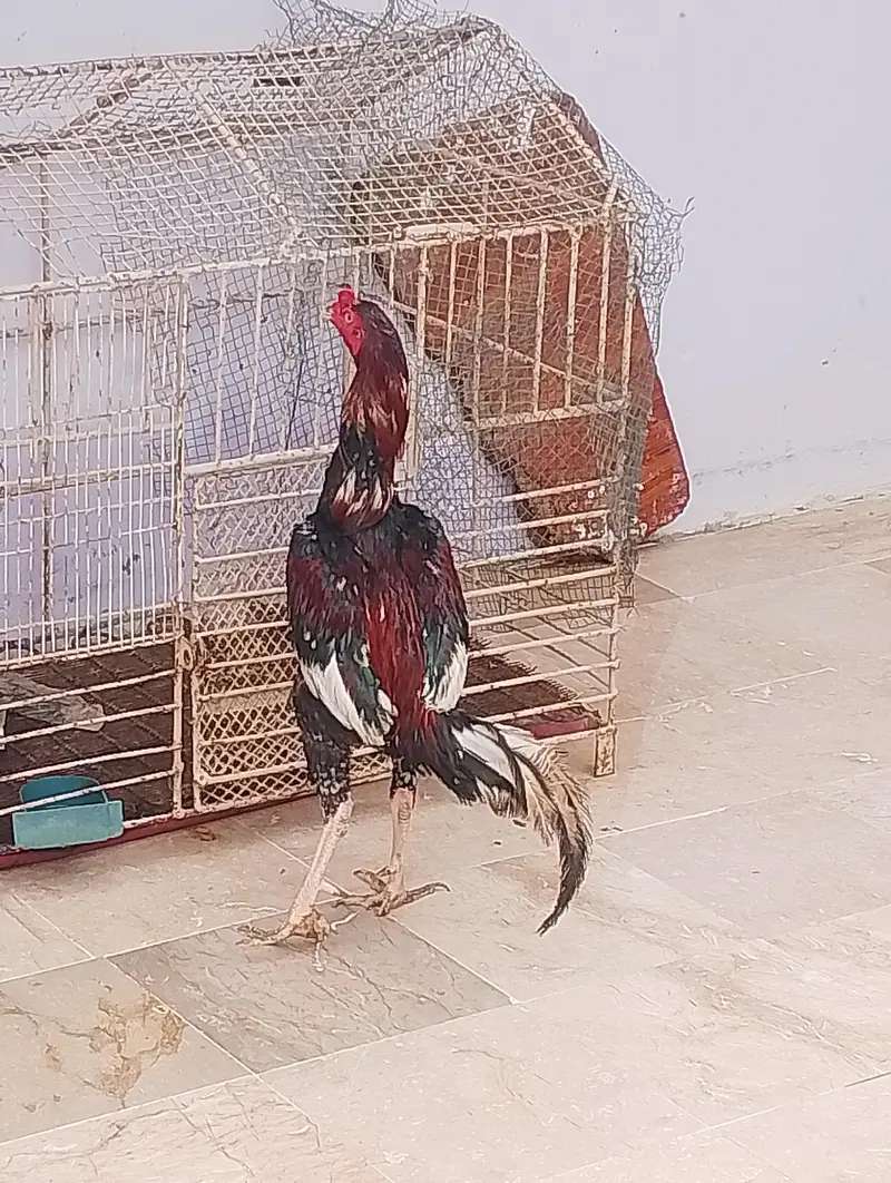cock sell aseel heera — photo 3