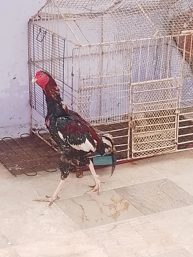 cock sell aseel heera — photo 4