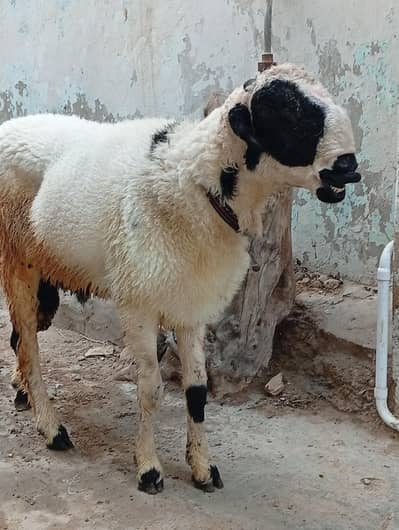 Mundra achi nasal Ka ha . Ghar Ka baccha ha . for sale