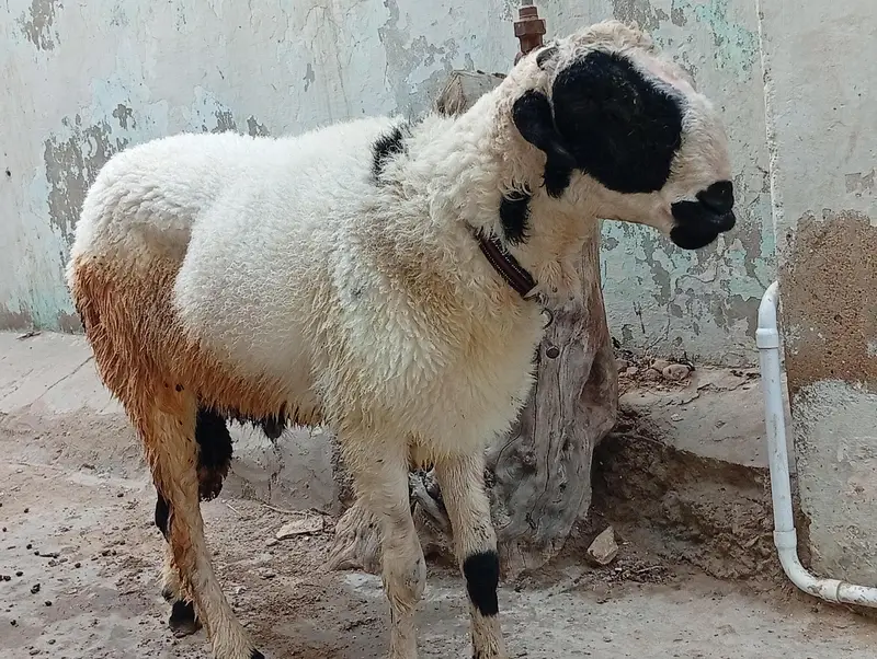 Mundra achi nasal Ka ha . Ghar Ka baccha ha . for sale — photo 2