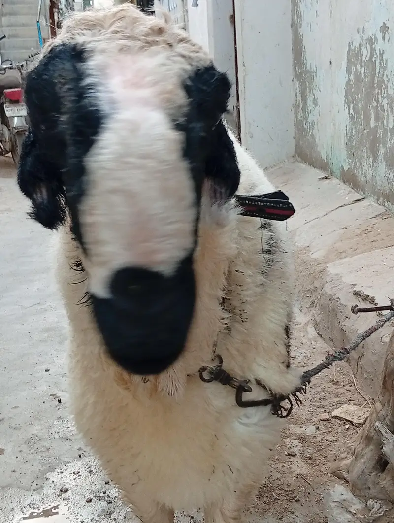 Mundra achi nasal Ka ha . Ghar Ka baccha ha . for sale — photo 3