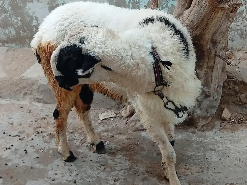 Mundra achi nasal Ka ha . Ghar Ka baccha ha . for sale — photo 4