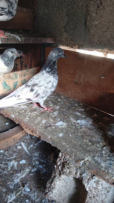 pigeon for sale