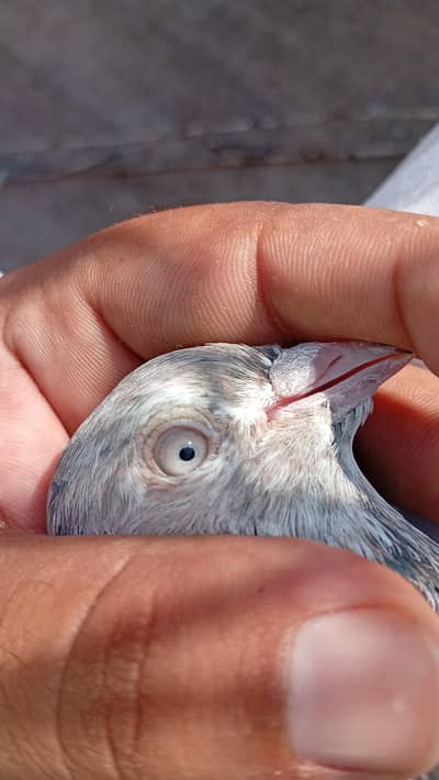 pigeon for sale