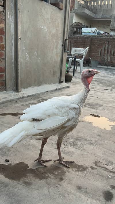 turkey male