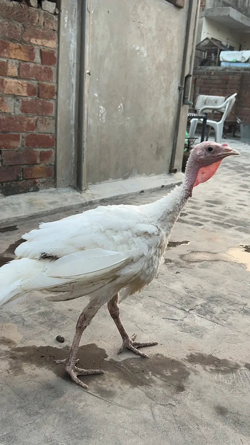turkey male — photo 2