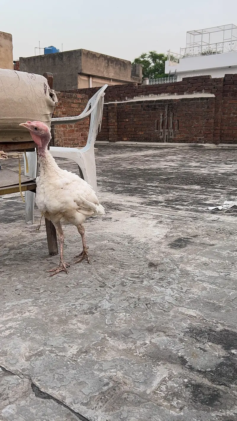 turkey male — photo 4