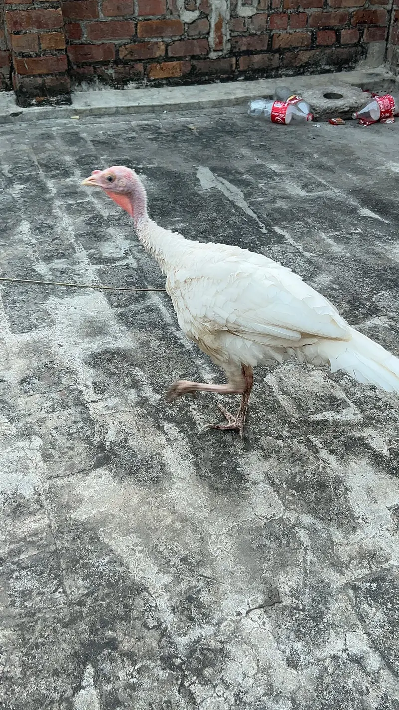 turkey male — photo 6