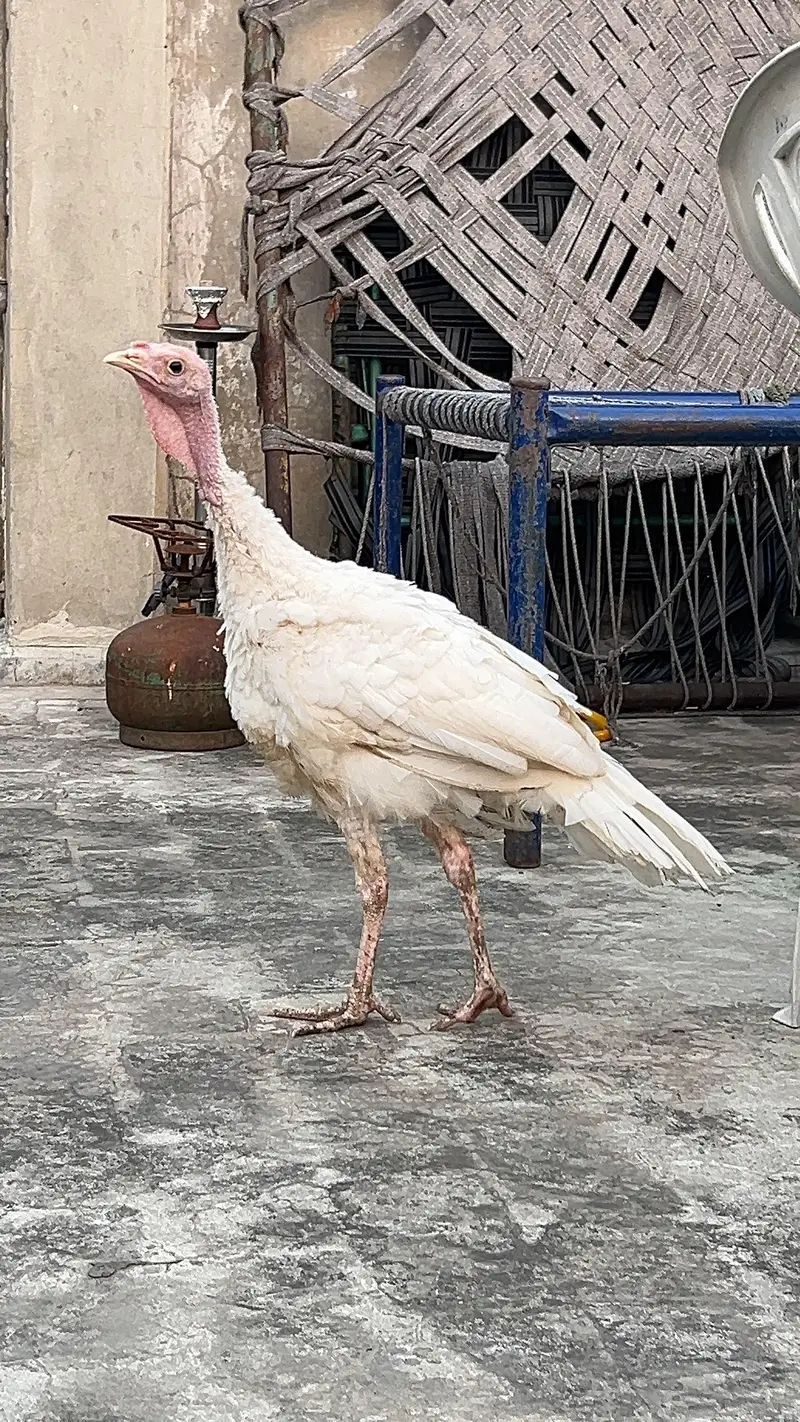 turkey male — photo 8