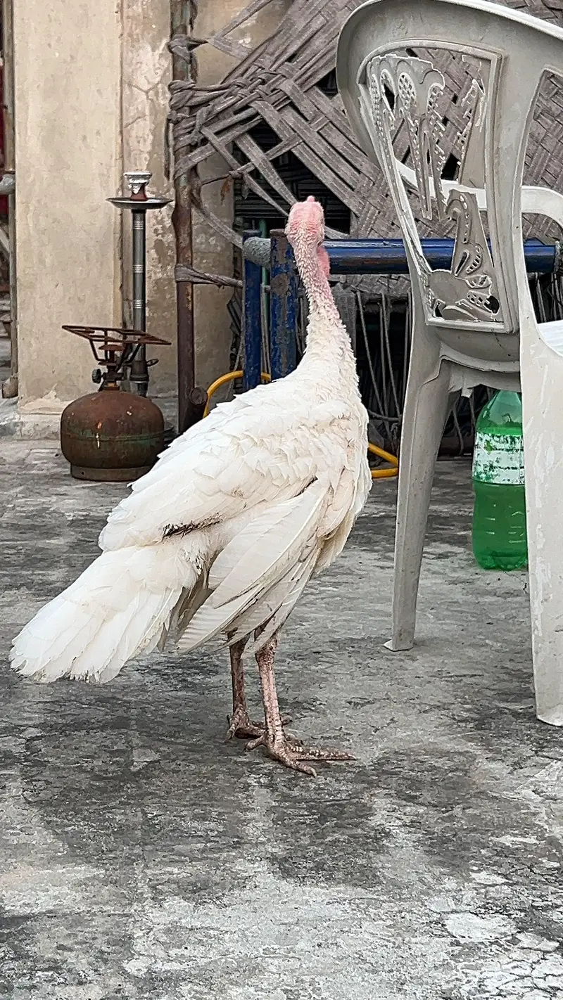turkey male — photo 9