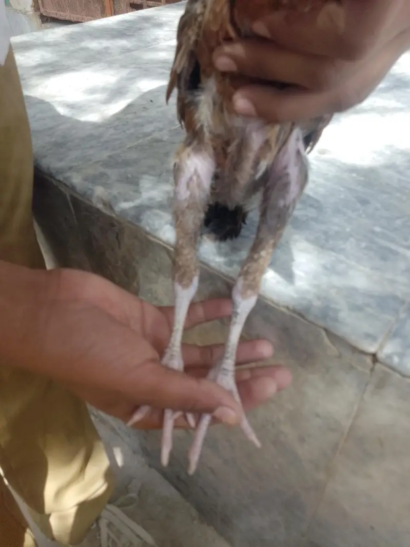 chini murgi he ksis ko bhi chye TU contect kare — photo 2