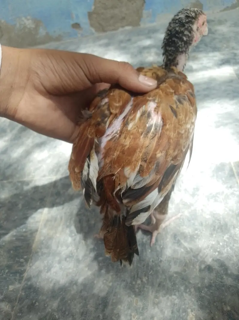 chini murgi he ksis ko bhi chye TU contect kare — photo 3