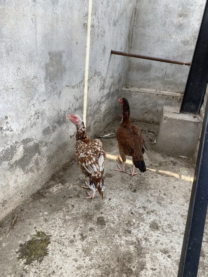 Mix Pairs Murghay murghiyan desi and aseel home breed urgent sale mix — photo 8