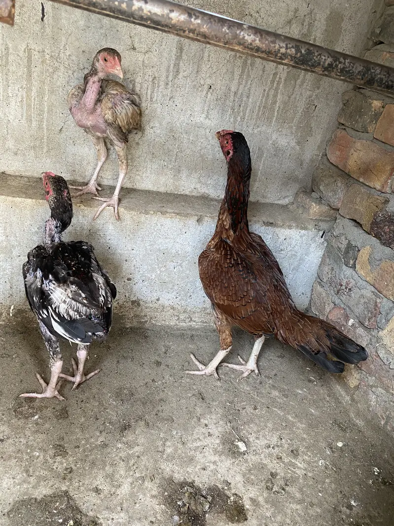 Mix Pairs Murghay murghiyan desi and aseel home breed urgent sale mix — photo 6