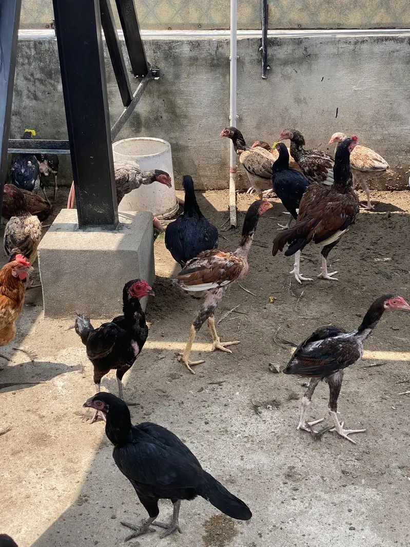 Mix Pairs Murghay murghiyan desi and aseel home breed urgent sale mix — photo 7