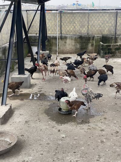 Mix Pairs Murghay murghiyan desi and aseel home breed urgent sale mix