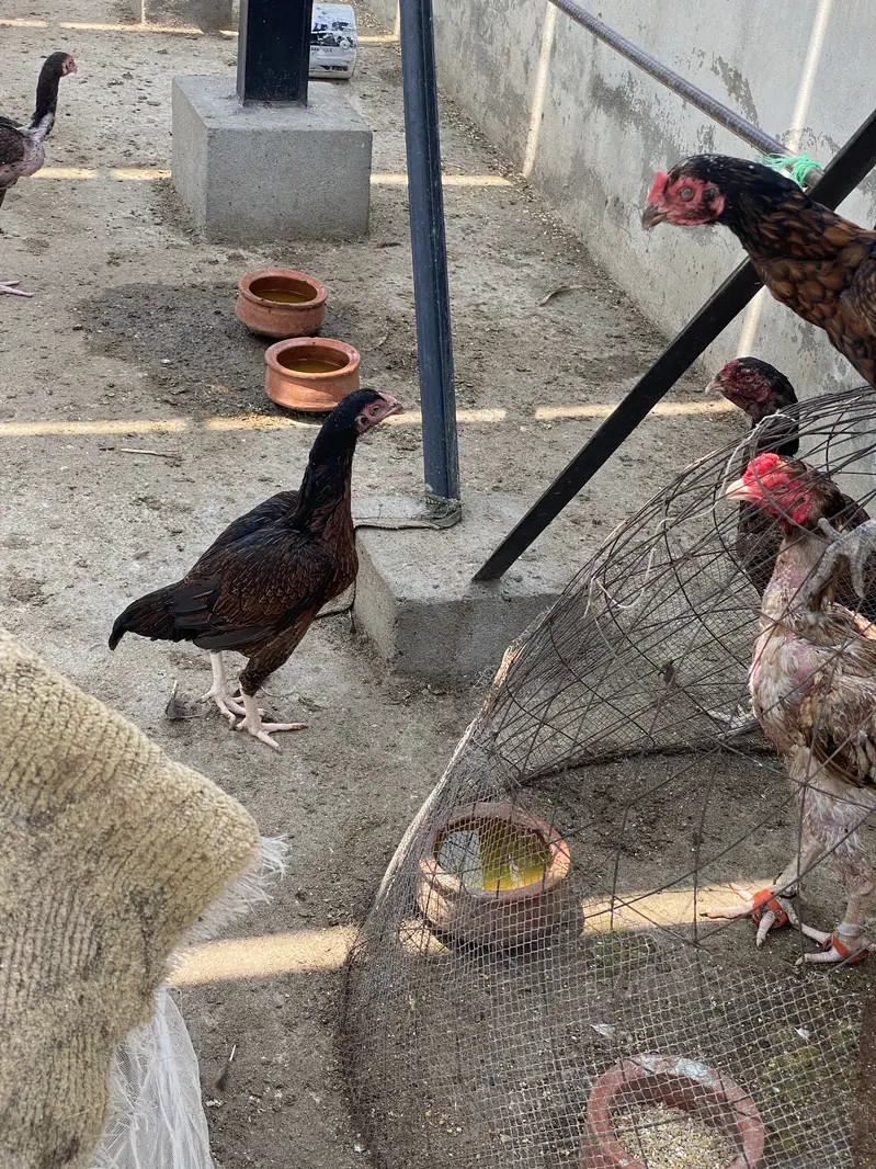 Mix Pairs Murghay murghiyan desi and aseel home breed urgent sale mix — photo 9