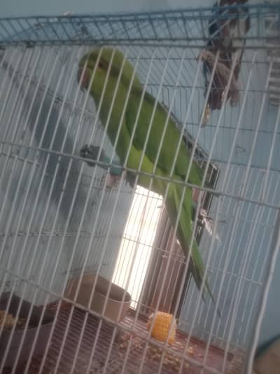 ringneck parrot femail fase to face talking