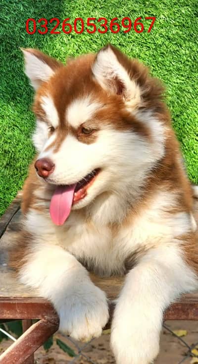 husky puppy dog for sale