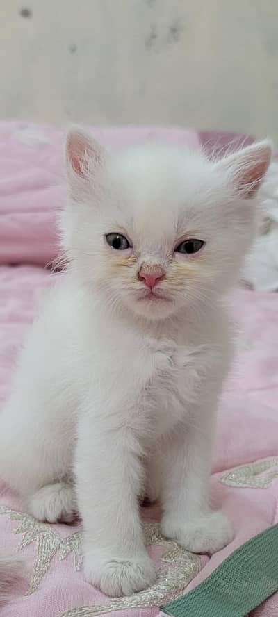 cat baby