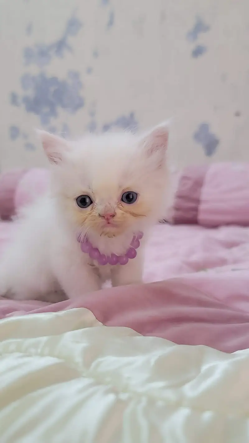 persian cat baby for sale — photo 2