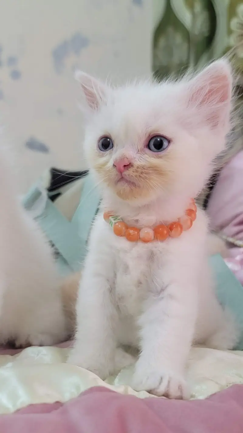 persian cat baby for sale — photo 3