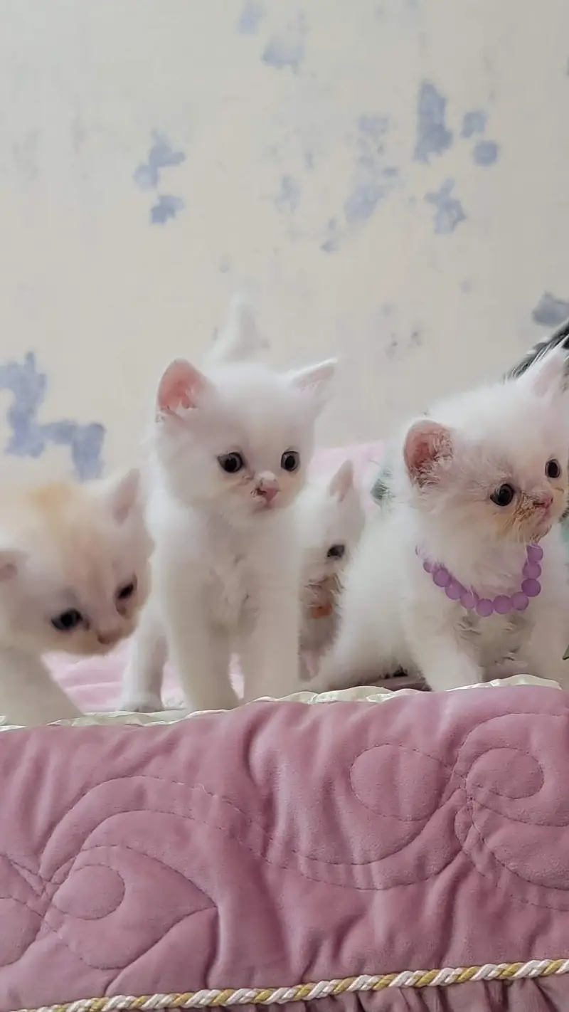 persian cat baby for sale — photo 4