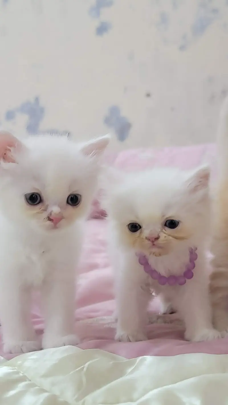 persian cat baby for sale — photo 5