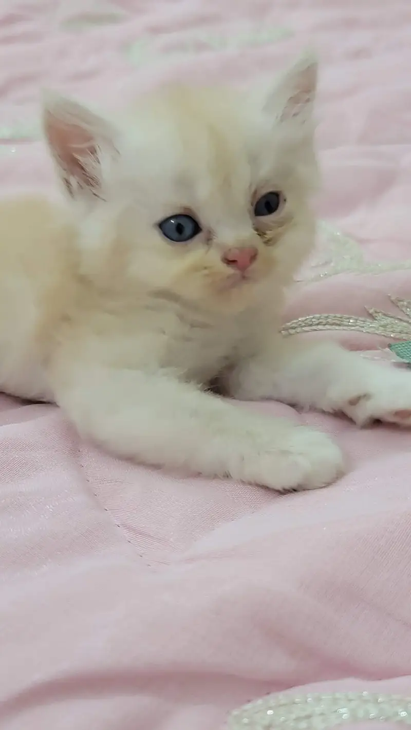 persian cat baby for sale — photo 6