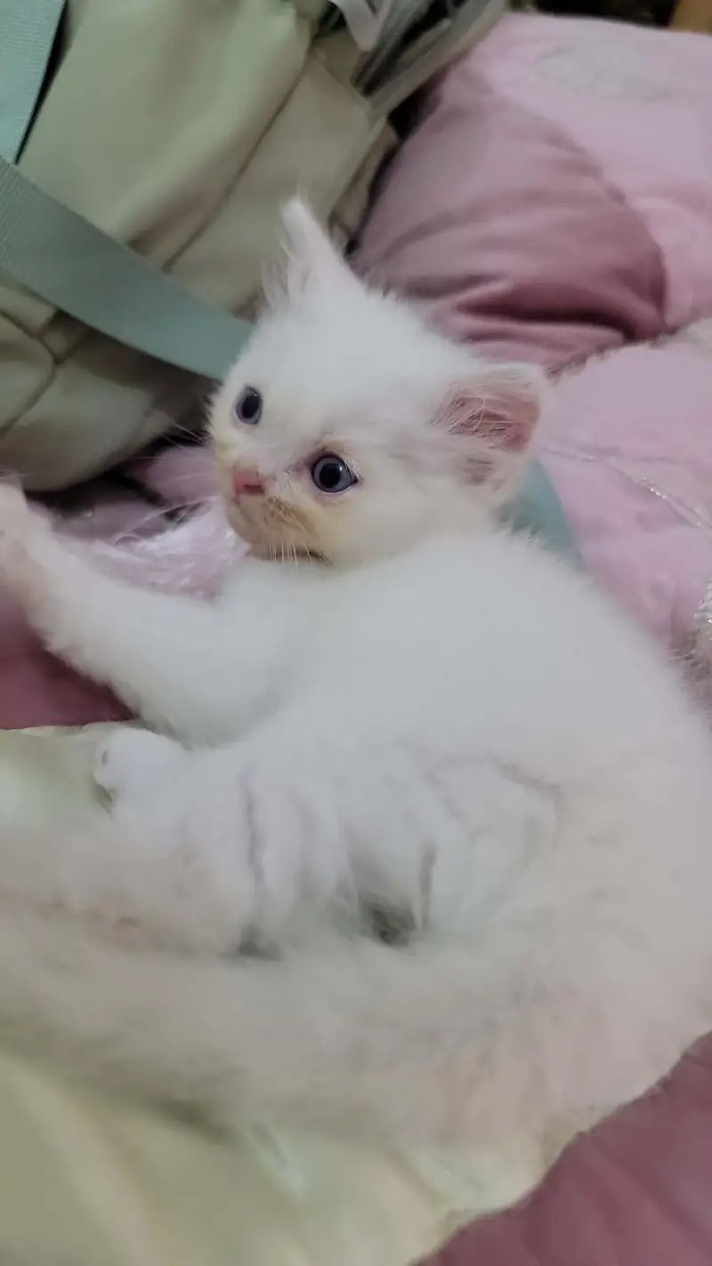 persian cat baby for sale — photo 7