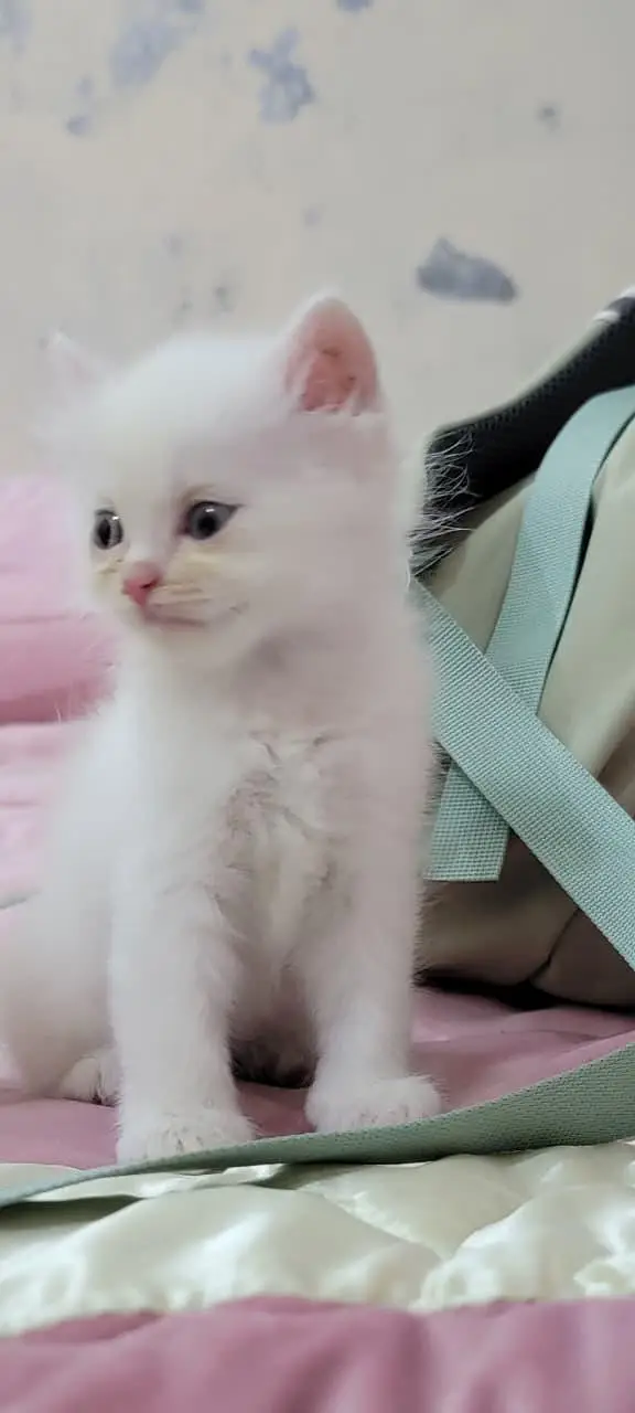 persian cat baby for sale — photo 9