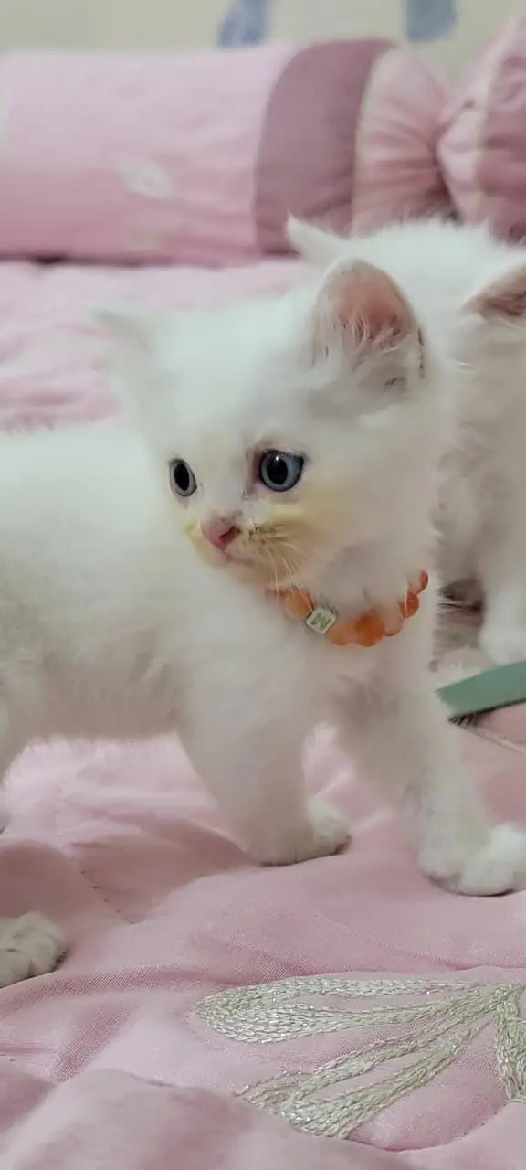 persian cat baby for sale — photo 10