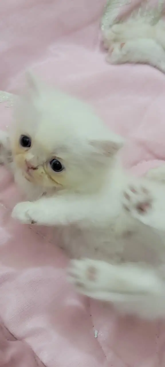 persian cat baby for sale — photo 11
