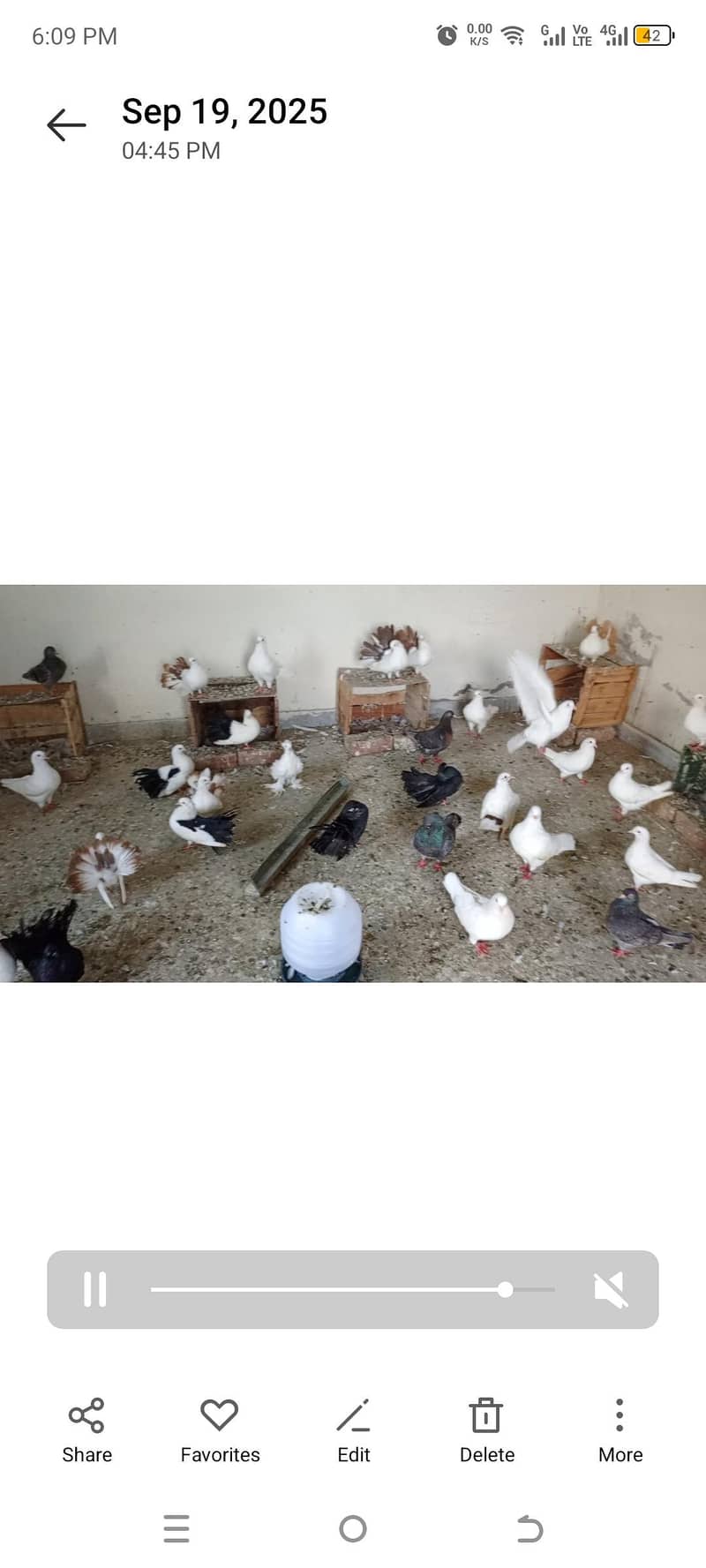 king pigeons 1