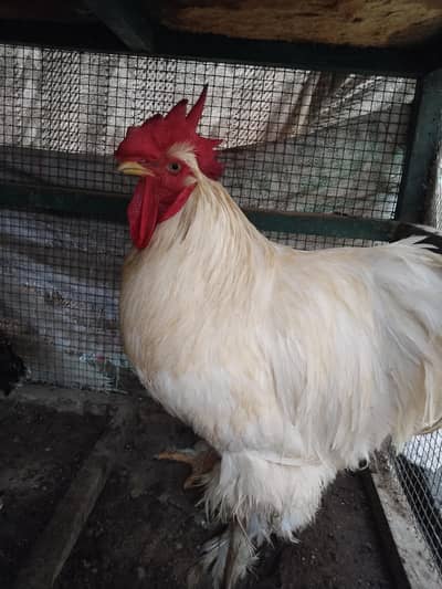White buff male with pure Aseal hens