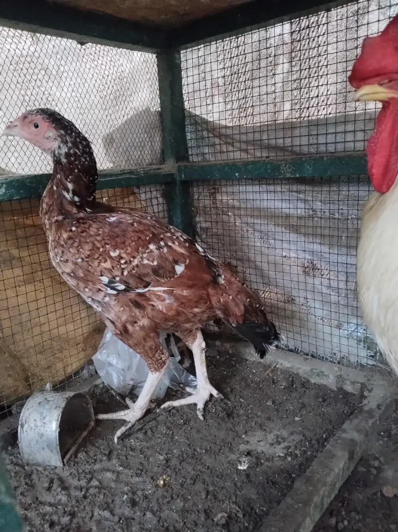 White buff male with pure Aseal hens — photo 2