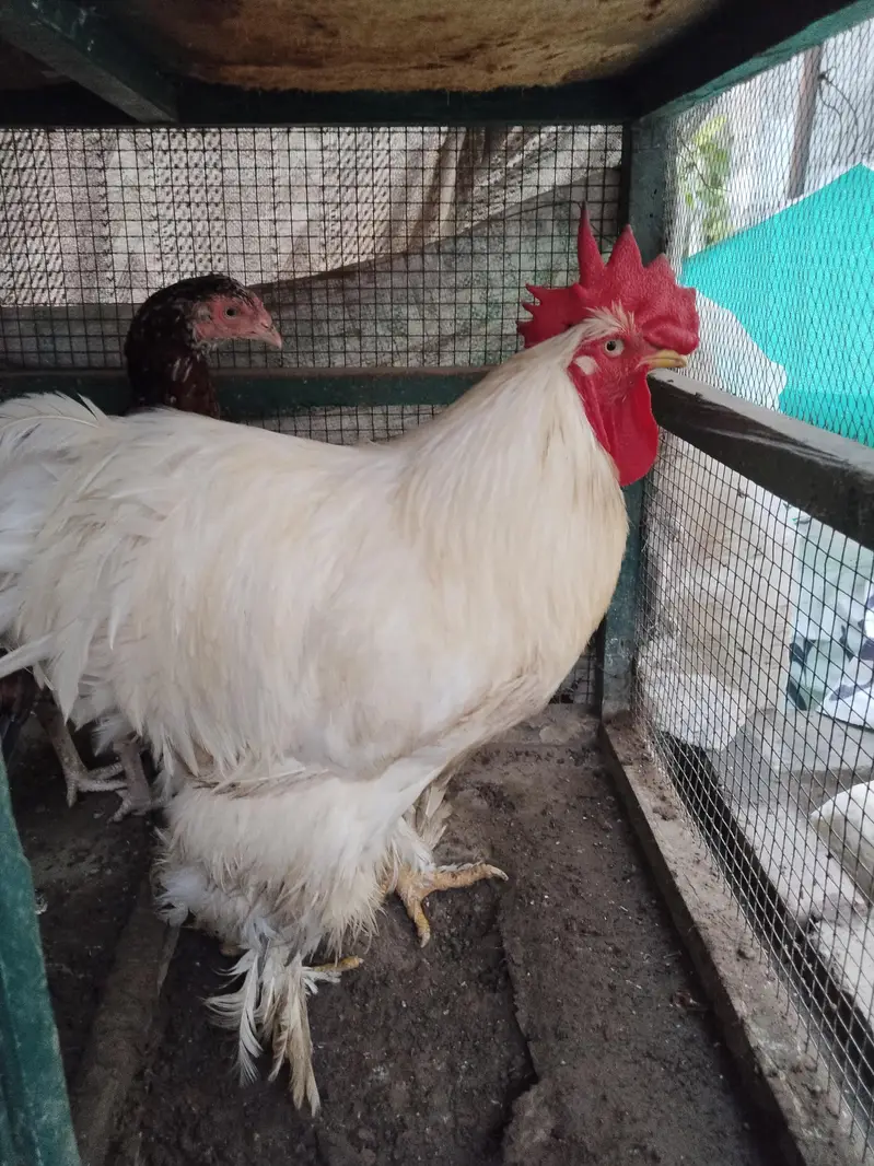 White buff male with pure Aseal hens — photo 3