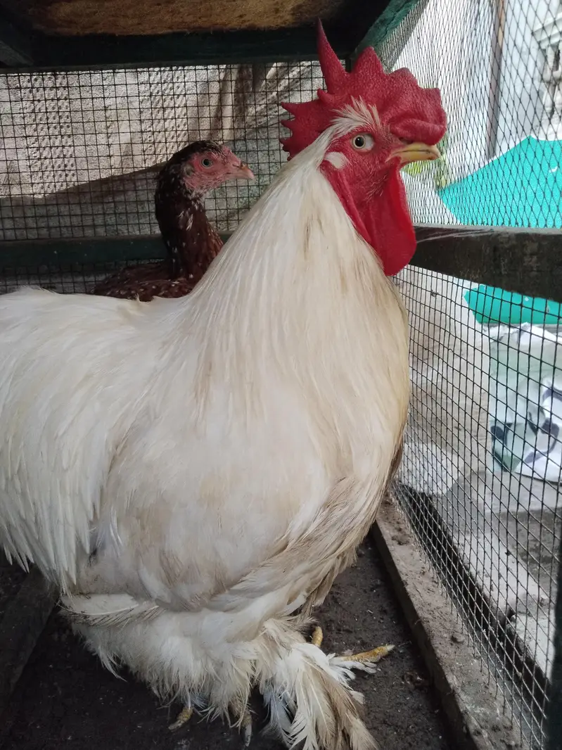 White buff male with pure Aseal hens — photo 4