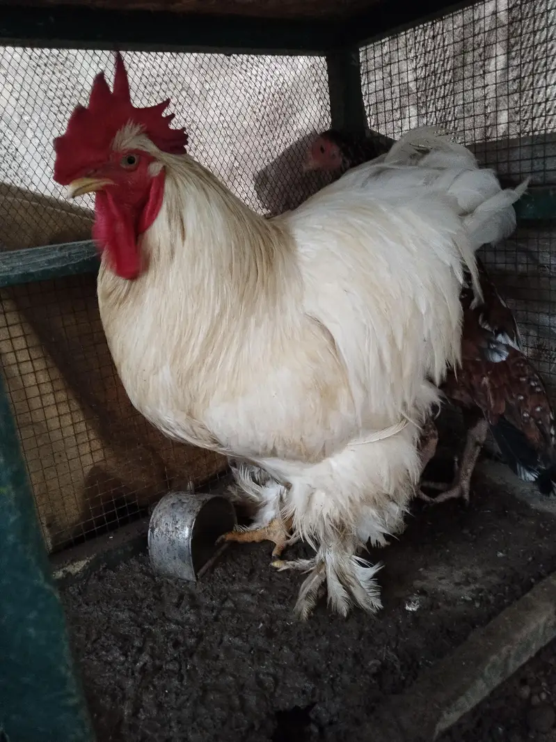 White buff male with pure Aseal hens — photo 5