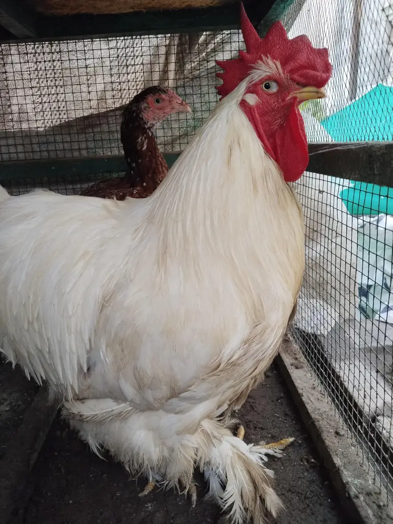 White buff male with pure Aseal hens — photo 6