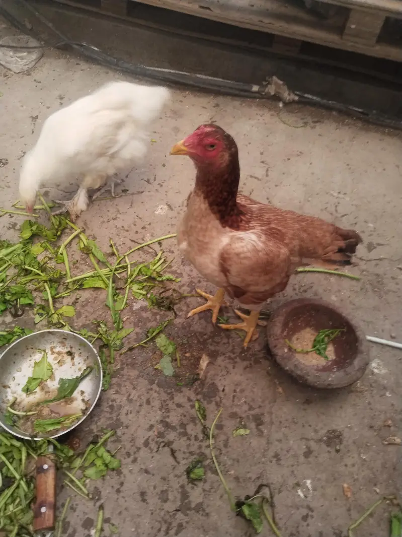 White buff male with pure Aseal hens — photo 7
