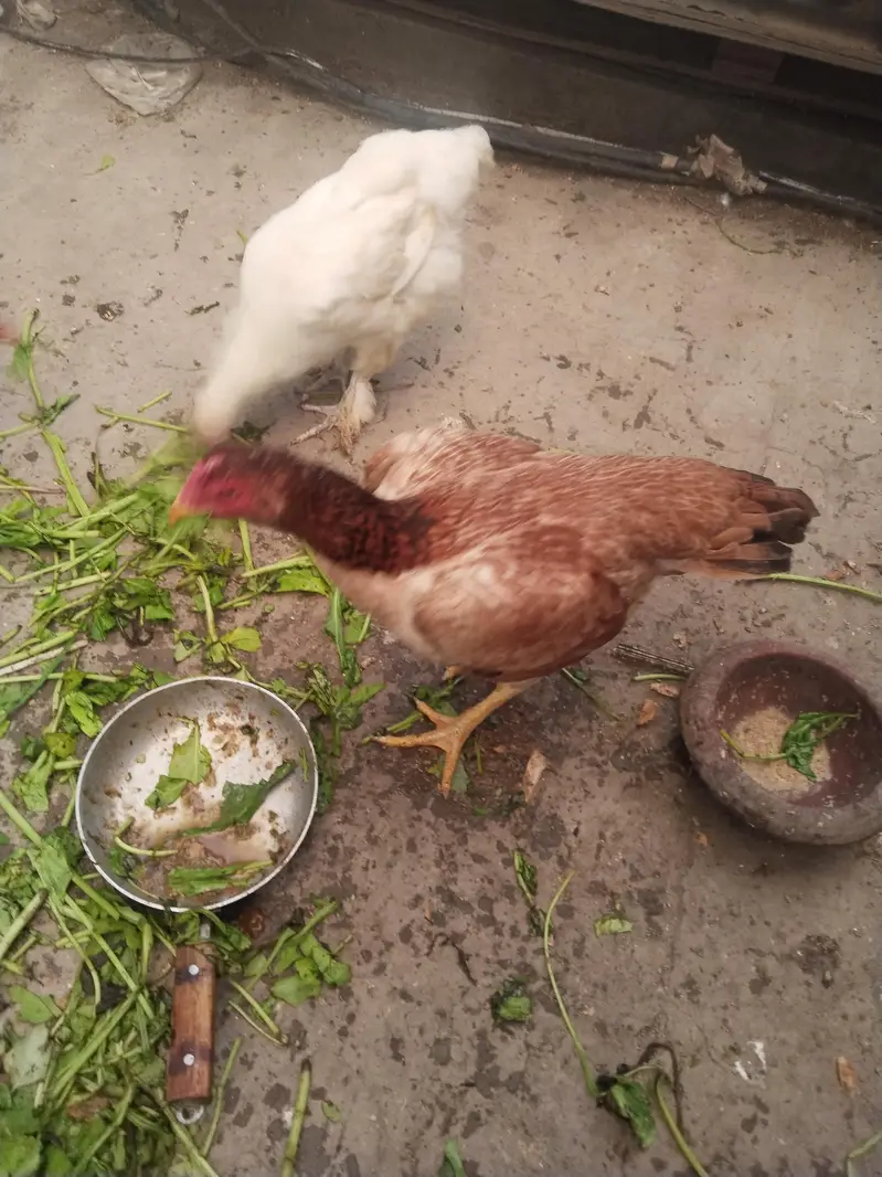 White buff male with pure Aseal hens — photo 8