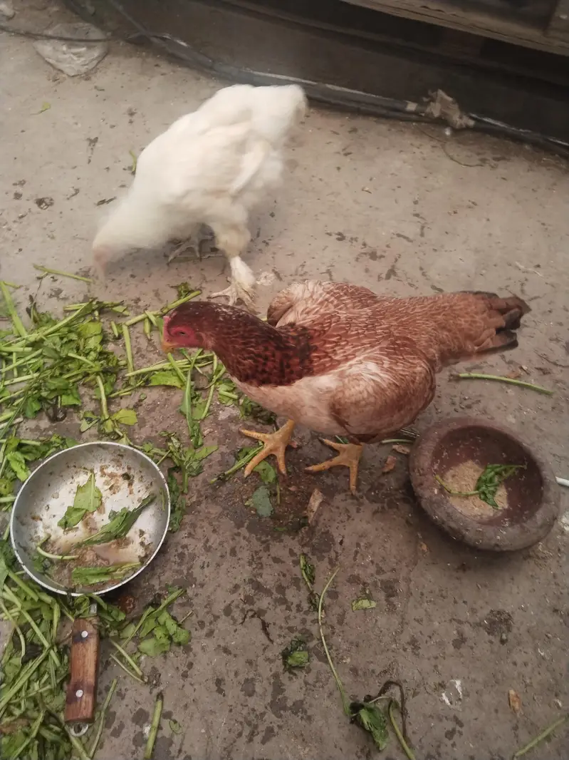 White buff male with pure Aseal hens — photo 9