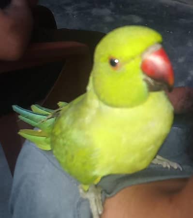 bohot acha tame bird ha har Kisi ka pas aga ta ha