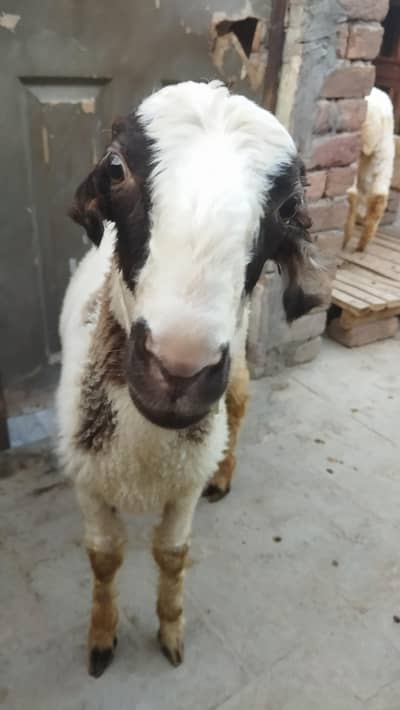 Healthy and Active Dumbah / Sheep For Sale